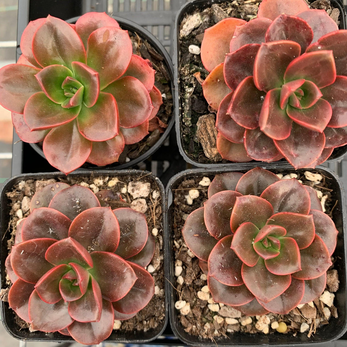 Echeveria 'Melaco'