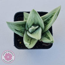 Load image into Gallery viewer, Gasteraloe cv. 'Green Ice'