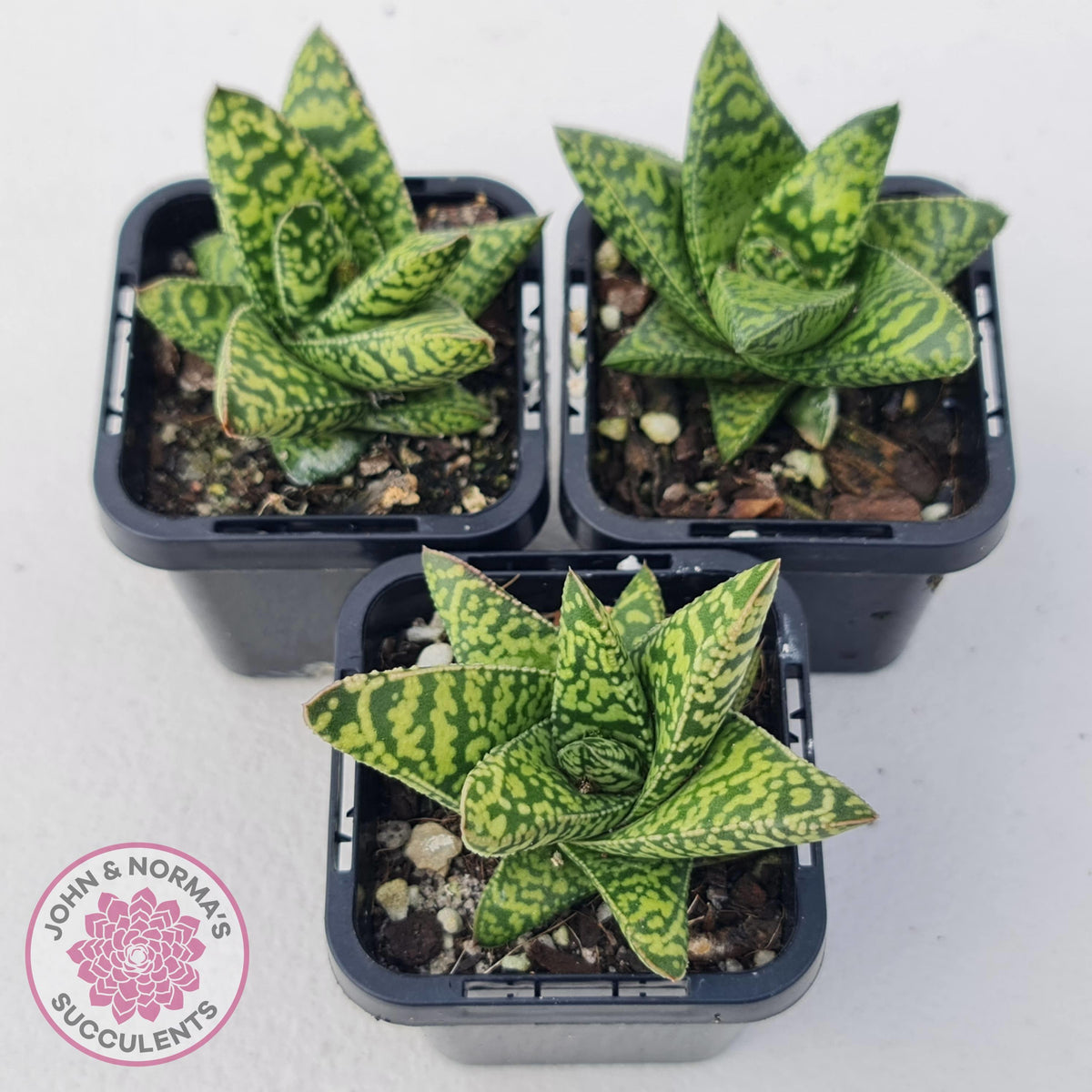 Gasteria Brisbane