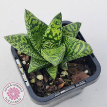 Load image into Gallery viewer, Gasteria Brisbane - John & Norma's Succulents