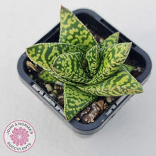Load image into Gallery viewer, Gasteria Brisbane - John & Norma's Succulents