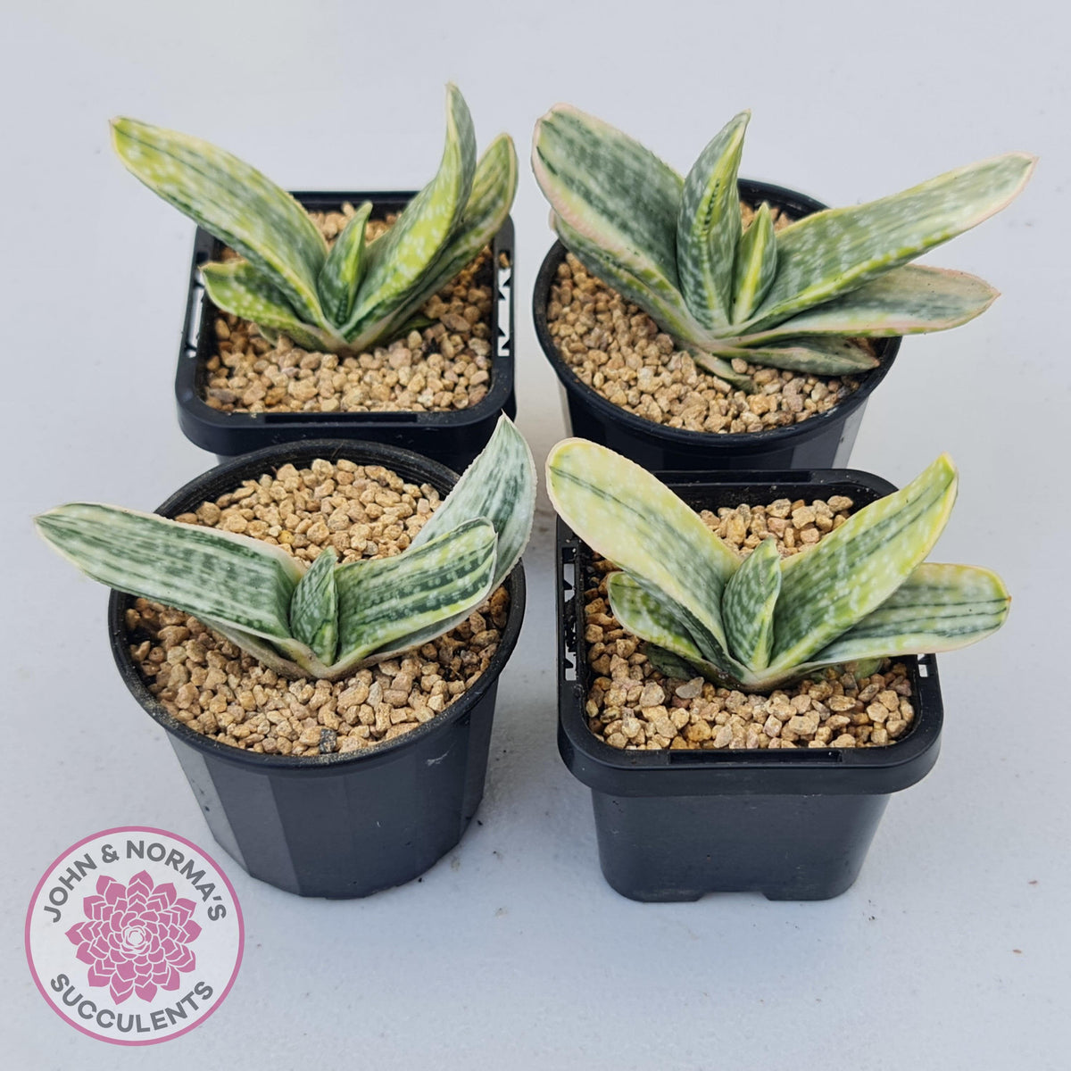 Gasteria Marble Variegata