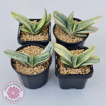 Load image into Gallery viewer, Gasteria Marble Variegata - John & Norma's Succulents Australia