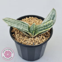 Load image into Gallery viewer, Gasteria Marble Variegata - John & Norma's Succulents Australia