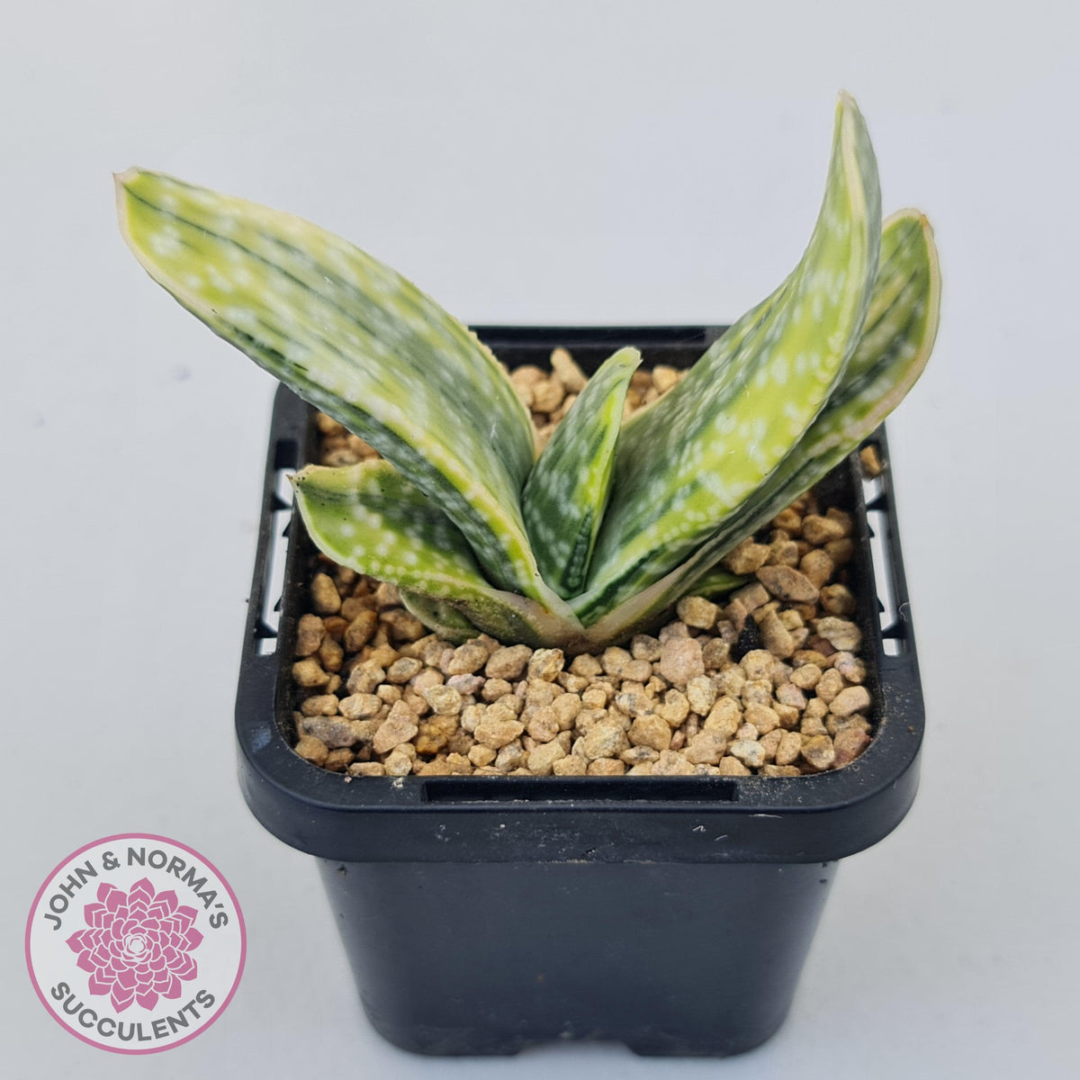 Gasteria Marble Variegata
