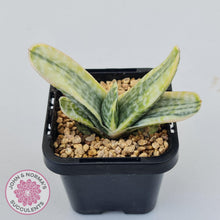 Load image into Gallery viewer, Gasteria Marble Variegata - John & Norma's Succulents Australia