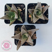 Load image into Gallery viewer, Gasworthia 'Banded Pearls' - John & Norma's Succulents Australia