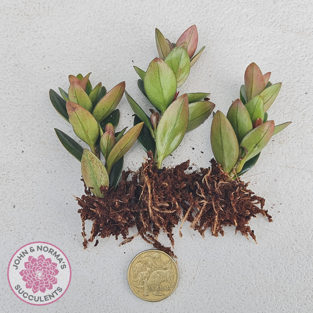 Nematanthus strigillosus 'Goldfish Plant' - 3 x Rooted Cuttings