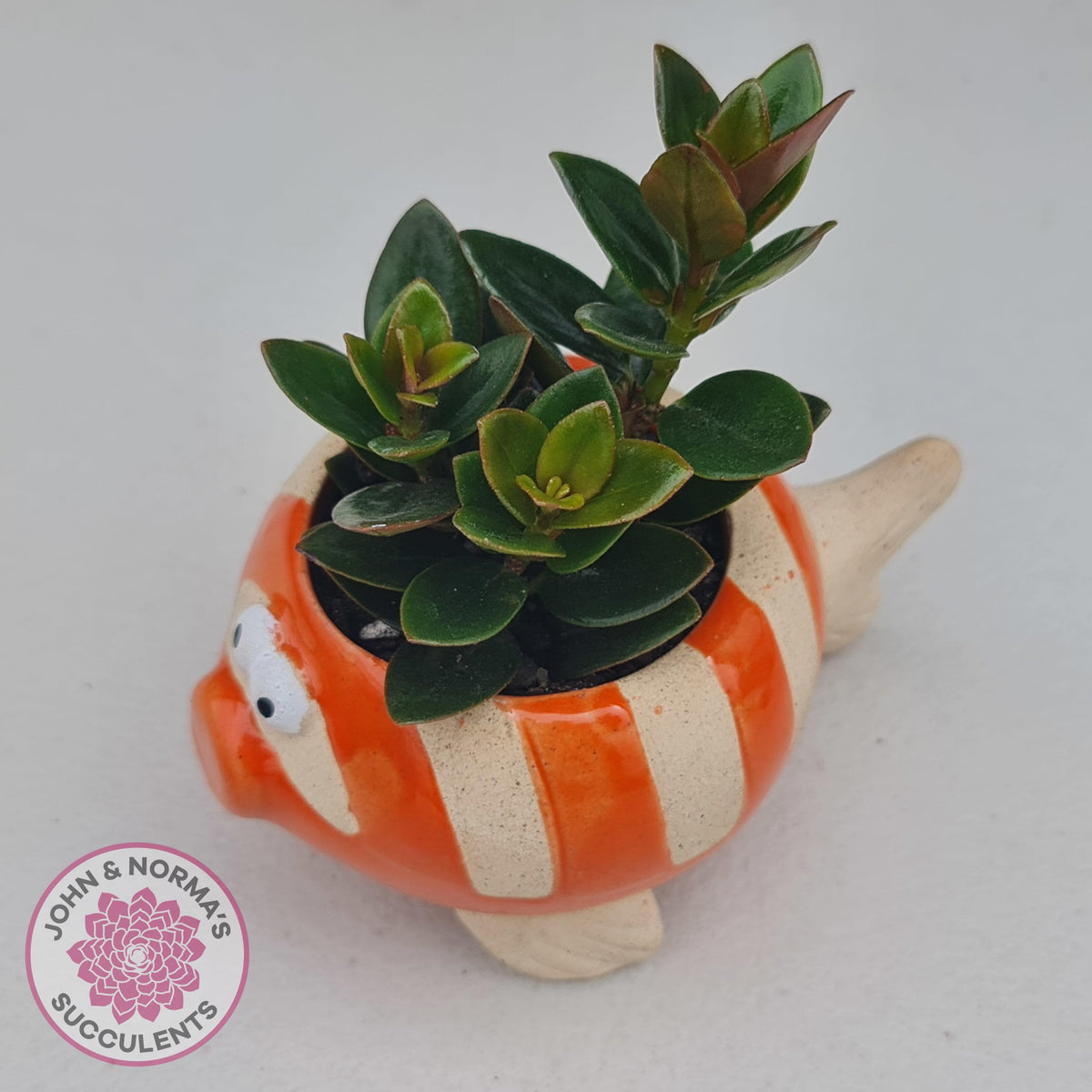 Nematanthus strigillosus 'Goldfish Plant' - 3 x Rooted Cuttings