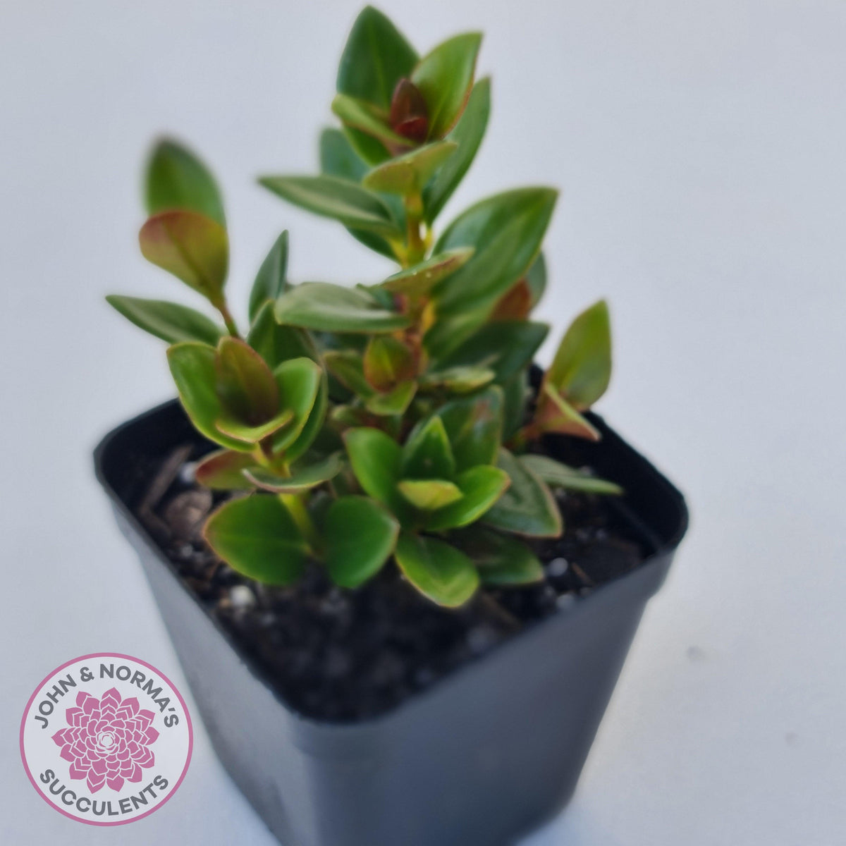 Nematanthus strigillosus 'Goldfish Plant'
