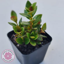 Load image into Gallery viewer, Nematanthus strigillosus 'Goldfish Plant' - John & Norma's Succulents Australia