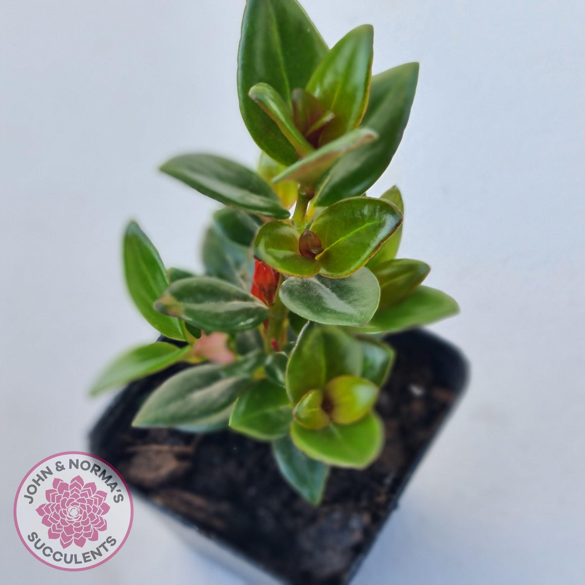 Nematanthus strigillosus 'Goldfish Plant'