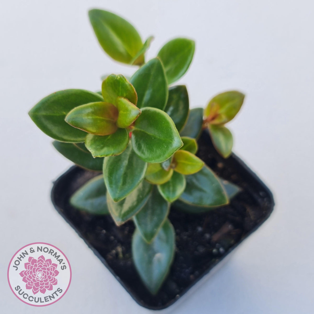 Nematanthus strigillosus 'Goldfish Plant'