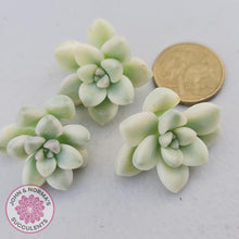 Load image into Gallery viewer, Graptopetalum Mendozae Variegata Cuttings - John & Norma's Succulents Australia