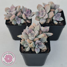 Load image into Gallery viewer, Graptopetalum 'Purple Delight' aka Graptoveria Crystal