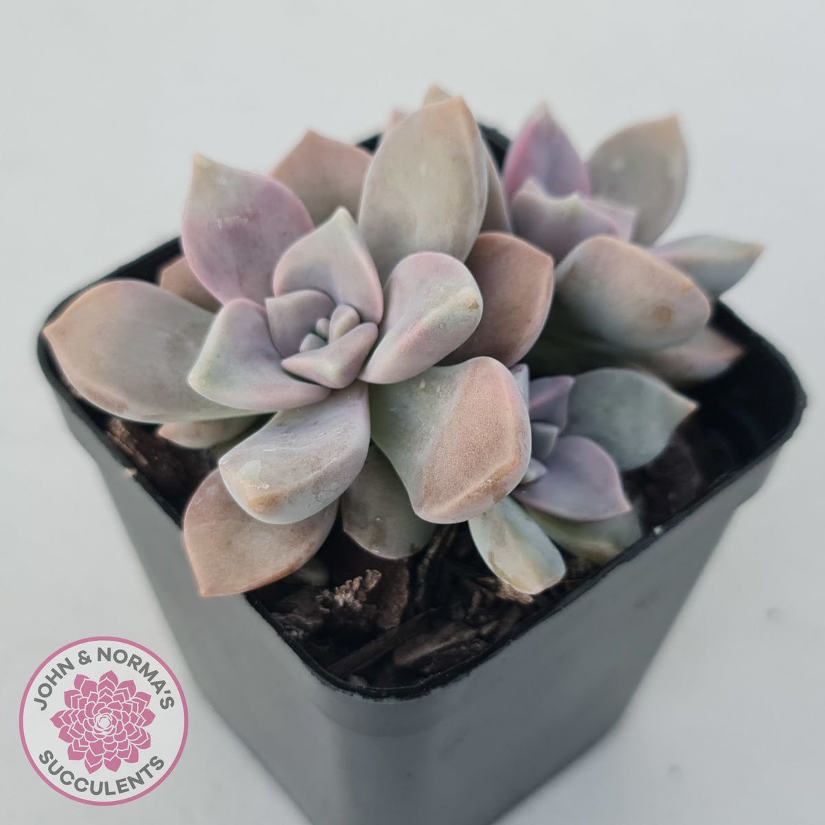 Graptopetalum 'Purple Delight' aka Graptoveria Crystal
