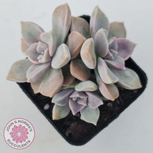 Load image into Gallery viewer, Graptopetalum 'Purple Delight' aka Graptoveria Crystal