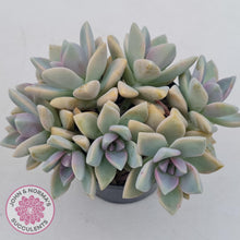 Load image into Gallery viewer, Graptopetalum Victor Kane  (90mm multi) - John & Norma's Succulents