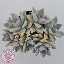 Load image into Gallery viewer, Graptopetalum Victor Kane  (90mm multi) - John & Norma's Succulents