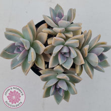 Load image into Gallery viewer, Graptopetalum Victor Kane  (90mm multi) - John & Norma's Succulents