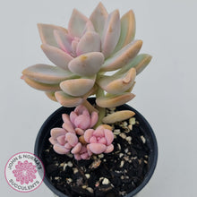Load image into Gallery viewer, Graptopetalum Victor Kane