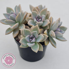 Load image into Gallery viewer, Graptopetalum Victor Kane  (90mm multi) - John & Norma's Succulents