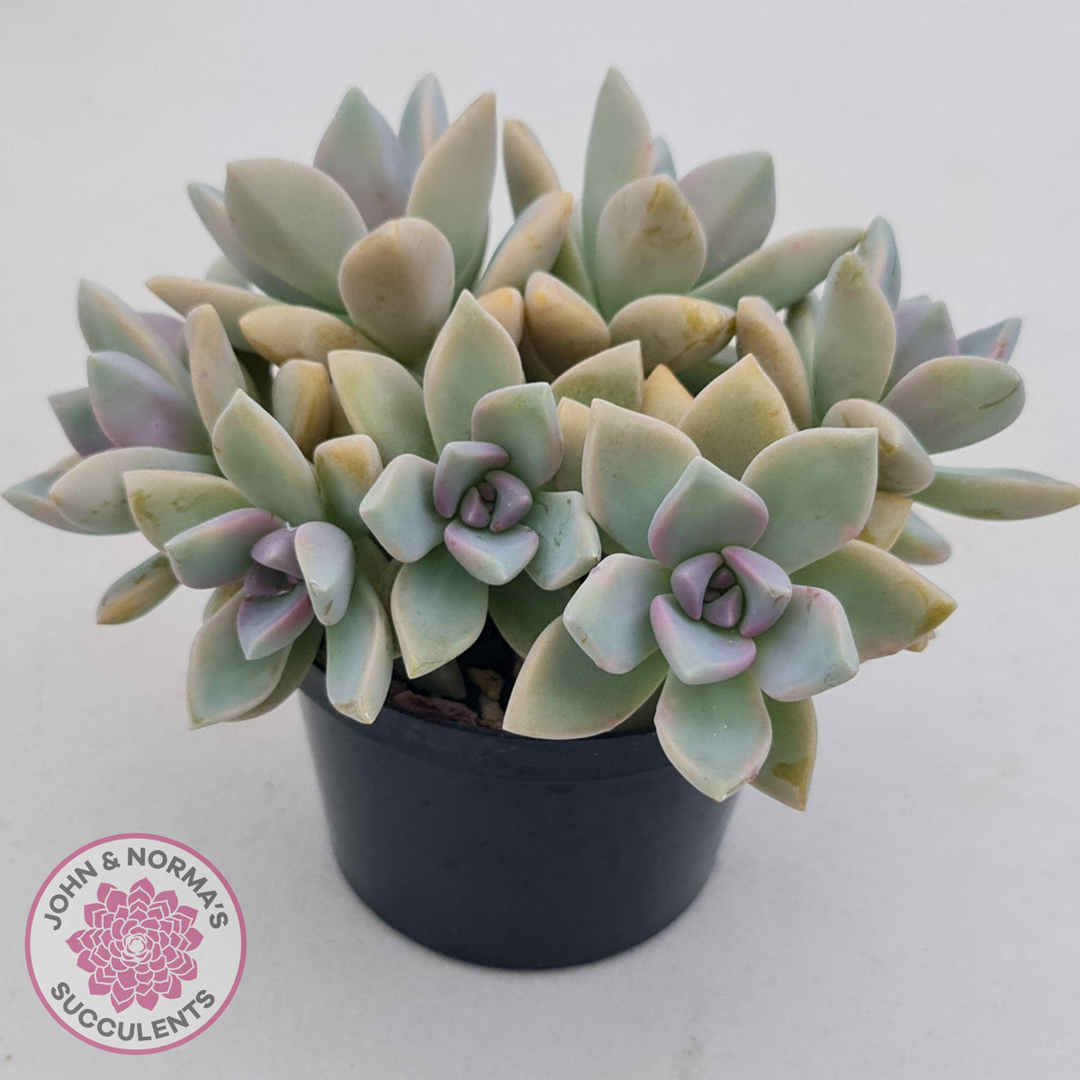 Graptopetalum Victor Kane (90mm multi)