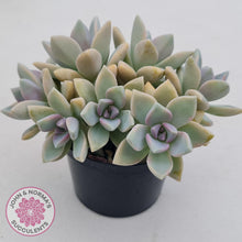 Load image into Gallery viewer, Graptopetalum Victor Kane  (90mm multi) - John & Norma's Succulents