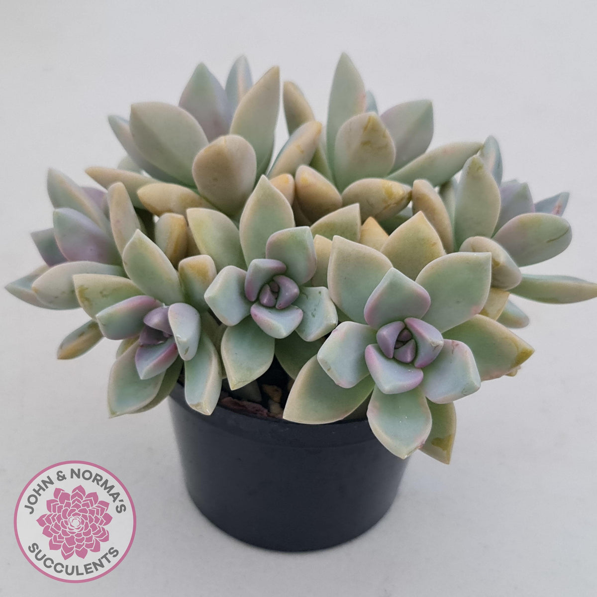 Graptopetalum Victor Kane (90mm multi)
