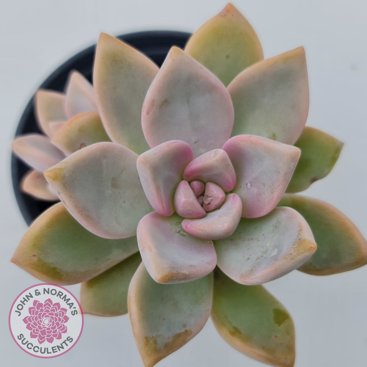 Graptopetalum Victor Kane