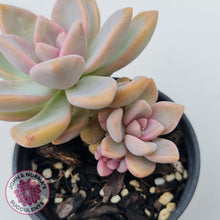 Load image into Gallery viewer, Graptopetalum Victor Kane