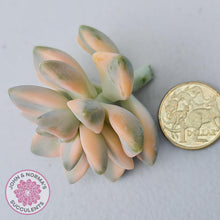 Load image into Gallery viewer, Graptopetalum paraguayense ssp. bernalense variegated - Cuttings x 1 - John & Norma's Succulents Australia