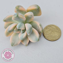 Load image into Gallery viewer, Graptopetalum paraguayense ssp. bernalense variegated - Cuttings x 1 - John & Norma's Succulents Australia