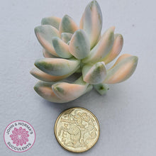 Load image into Gallery viewer, Graptopetalum paraguayense ssp. bernalense variegated - Cuttings x 1 - John & Norma's Succulents Australia
