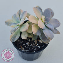 Load image into Gallery viewer, Graptopetalum pentandrum 'Superbum' variegata (Same Plant)