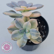 Load image into Gallery viewer, Graptopetalum pentandrum 'Superbum' variegata (Same Plant)