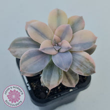 Load image into Gallery viewer, Graptopetalum pentandrum 'Superbum' variegata (Same Plant)