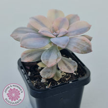 Load image into Gallery viewer, Graptopetalum pentandrum 'Superbum' variegata (Same Plant)