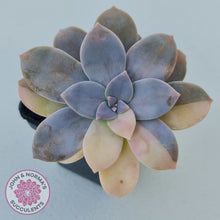 Load image into Gallery viewer, Graptopetalum pentandrum 'Superbum' variegata (Same Plant)