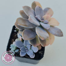 Load image into Gallery viewer, Graptopetalum pentandrum 'Superbum' variegata (Same Plant)