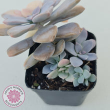 Load image into Gallery viewer, Graptopetalum pentandrum 'Superbum' variegata (Same Plant)