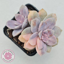 Load image into Gallery viewer, Graptopetalum pentandrum 'Superbum' variegata - John & Norma's Succulents