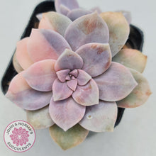 Load image into Gallery viewer, Graptopetalum pentandrum 'Superbum' variegata - John & Norma's Succulents