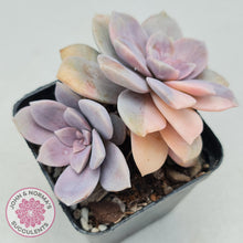 Load image into Gallery viewer, Graptopetalum pentandrum 'Superbum' variegata - John & Norma's Succulents