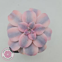 Load image into Gallery viewer, Graptopetalum pentandrum 'Superbum' variegata - John & Norma's Succulents