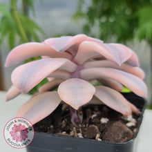 Load image into Gallery viewer, Graptopetalum pentandrum 'Superbum' variegata - John & Norma's Succulents
