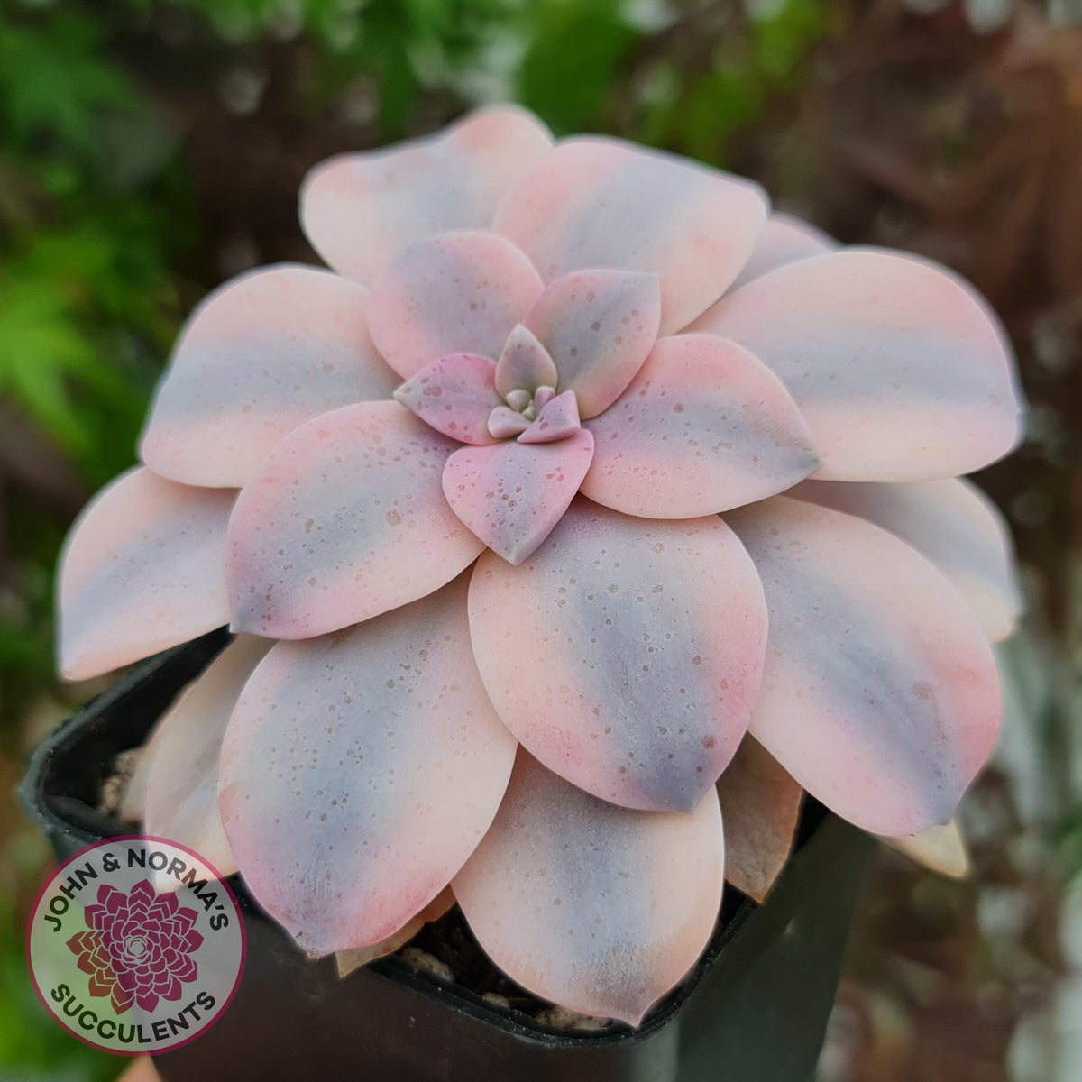 Graptopetalum pentandrum 'Superbum' variegata (Same Plants)