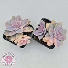 Load image into Gallery viewer, Graptopetalum pentandrum 'Superbum' variegata - John & Norma's Succulents