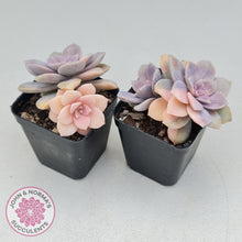 Load image into Gallery viewer, Graptopetalum pentandrum 'Superbum' variegata - John & Norma's Succulents