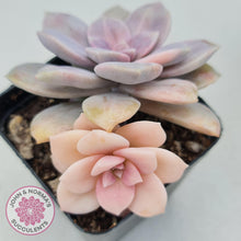 Load image into Gallery viewer, Graptopetalum pentandrum 'Superbum' variegata - John & Norma's Succulents